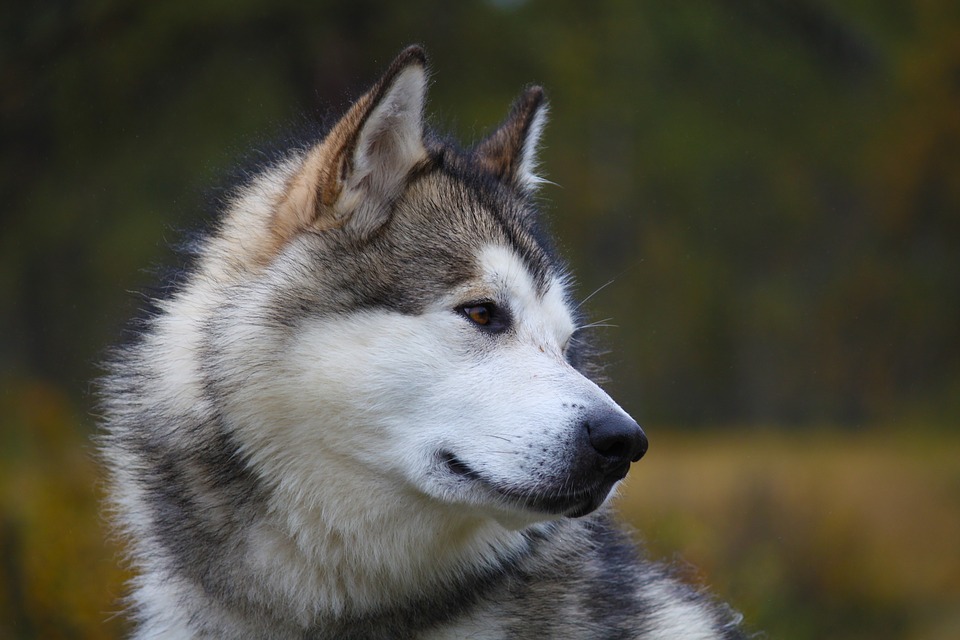 Chó Alaska - Cách phân biệt với chó Husky và cách nuôi - 35