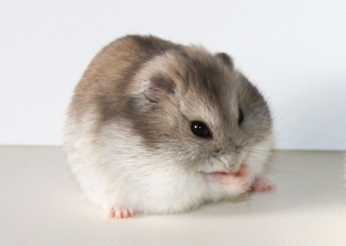 Chuột Hamster - Phân loại, giá cả và cơ hội bảo vệ con chuột đẹp mắt mạnh bạo - 5