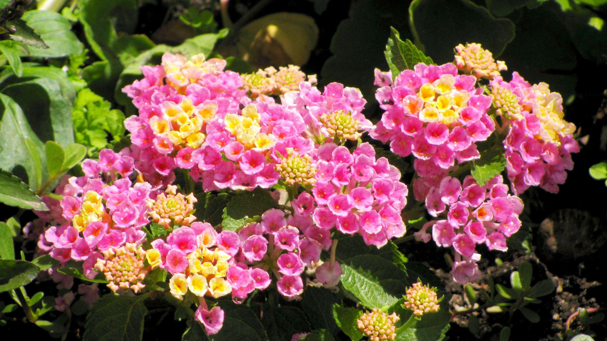 Hoa Ngũ Sắc - Đặc điểm, ý nghĩa và cách chăm cho hoa nở quanh năm - 9