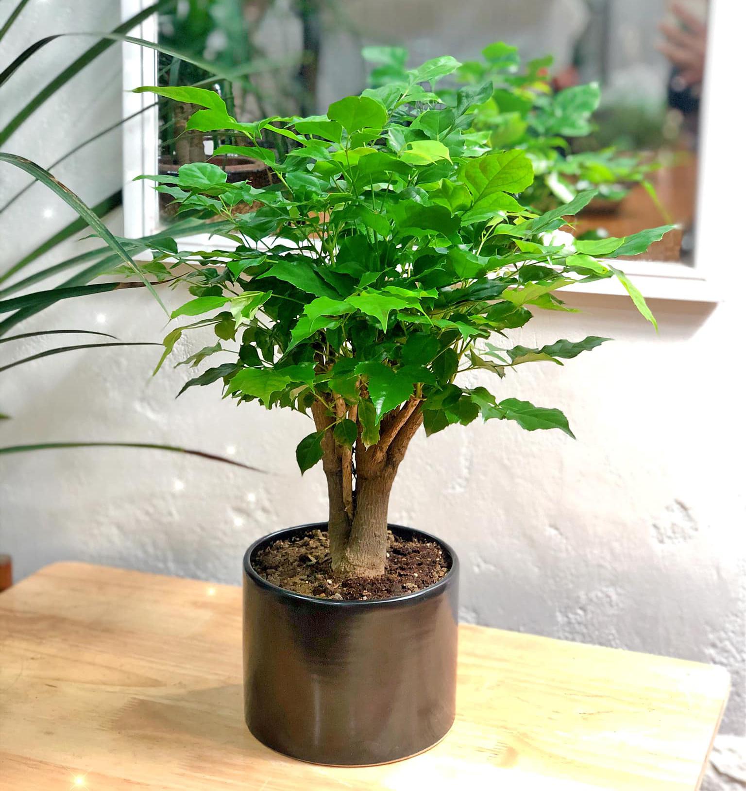 Cây Hạnh Phúc - Đặc điểm, ý nghĩa, cách trồng và cách chăm sóc