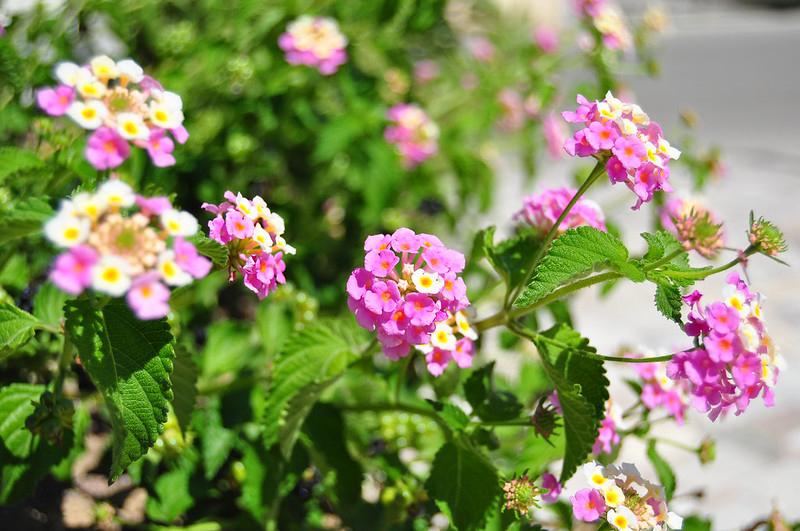 Hoa Ngũ Sắc - Đặc điểm, ý nghĩa và cách chăm cho hoa nở quanh năm - 32
