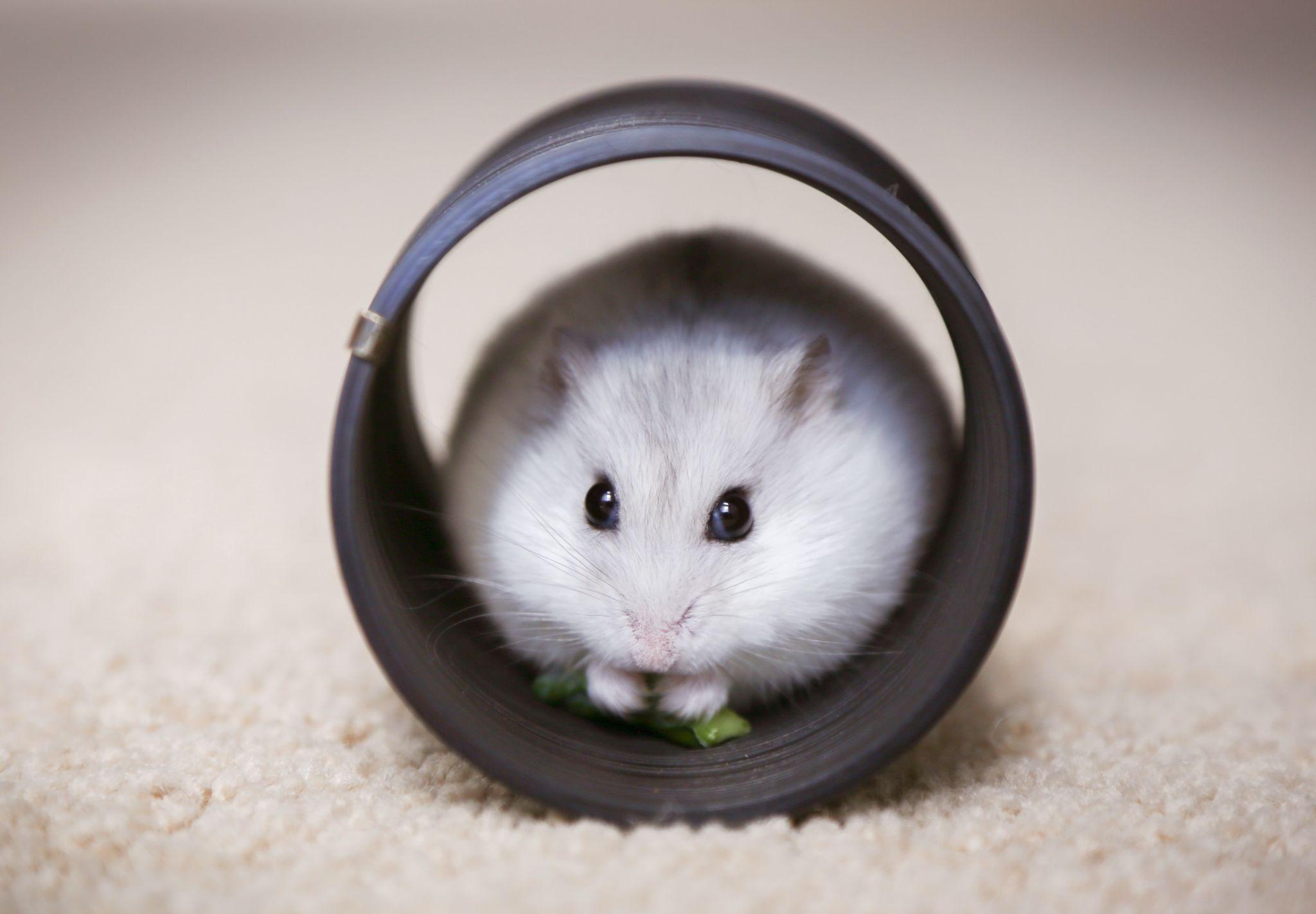 Chuột Hamster - Phân loại, giá cả và cơ hội bảo vệ con chuột đẹp mắt mạnh bạo - 35