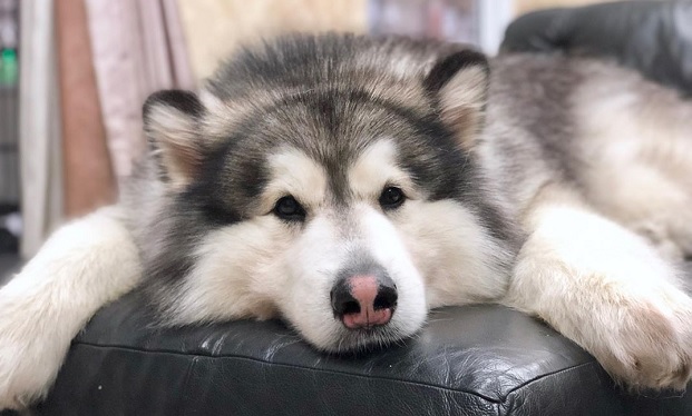 Chó Alaska - Cách phân biệt với chó Husky và cách nuôi - 29