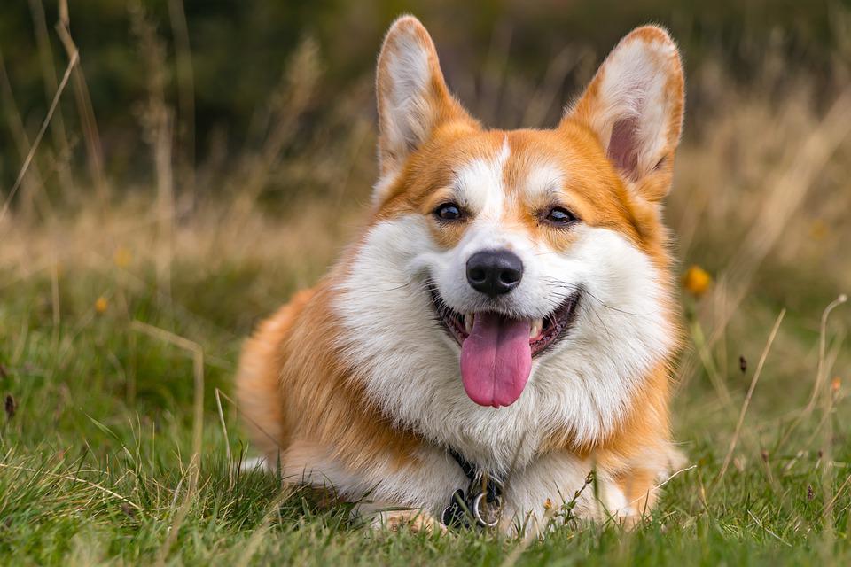 Chó Corgi - Nguồn gốc, đặc điểm và cách chăm sóc tốt nhất - 25