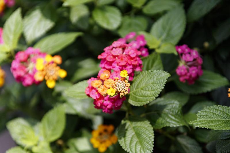 Hoa Ngũ Sắc - Đặc điểm, ý nghĩa và cách chăm cho hoa nở quanh năm - 27