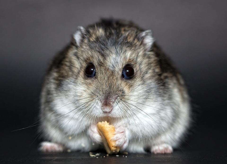 Hình hình ảnh con chuột Hamster