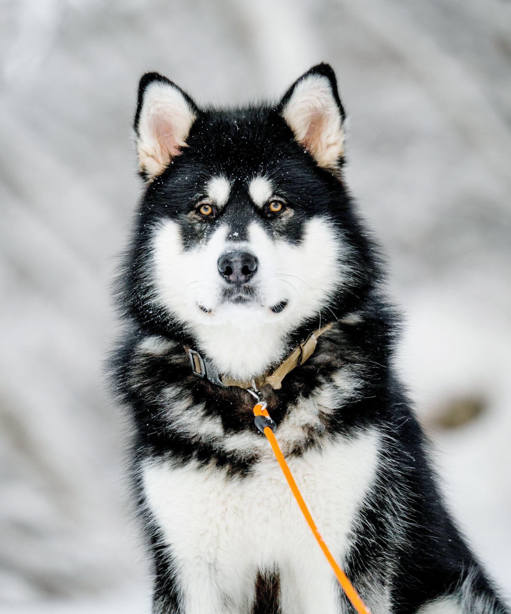 Khám phá vẻ đẹp tuyệt vời của những chú chó Alaska