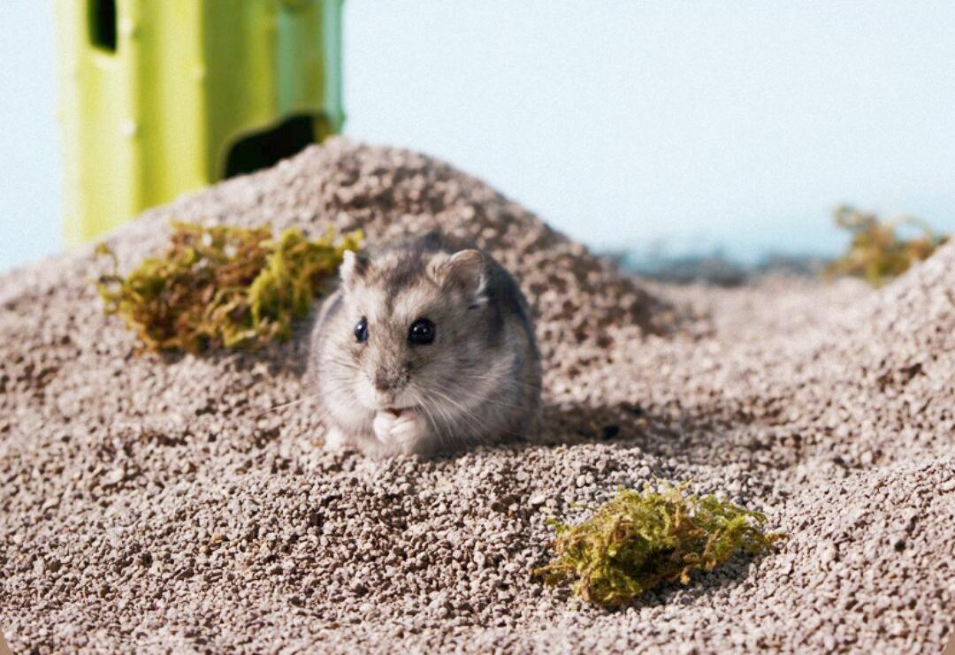 Chuột Hamster - Phân loại, giá cả và cơ hội bảo vệ con chuột đẹp mắt mạnh bạo - 12