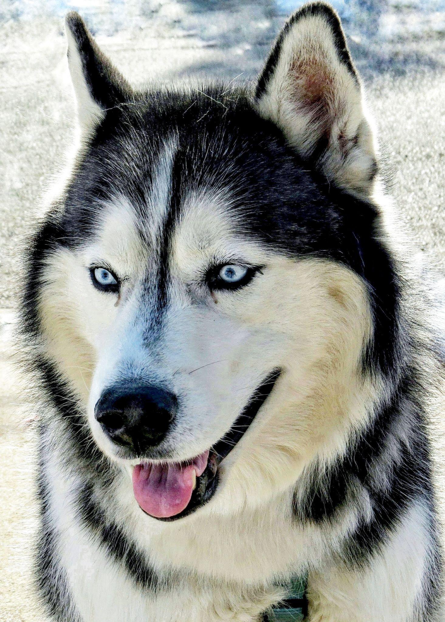 Chó Alaska - Cách phân biệt với chó Husky và cách nuôi - 17