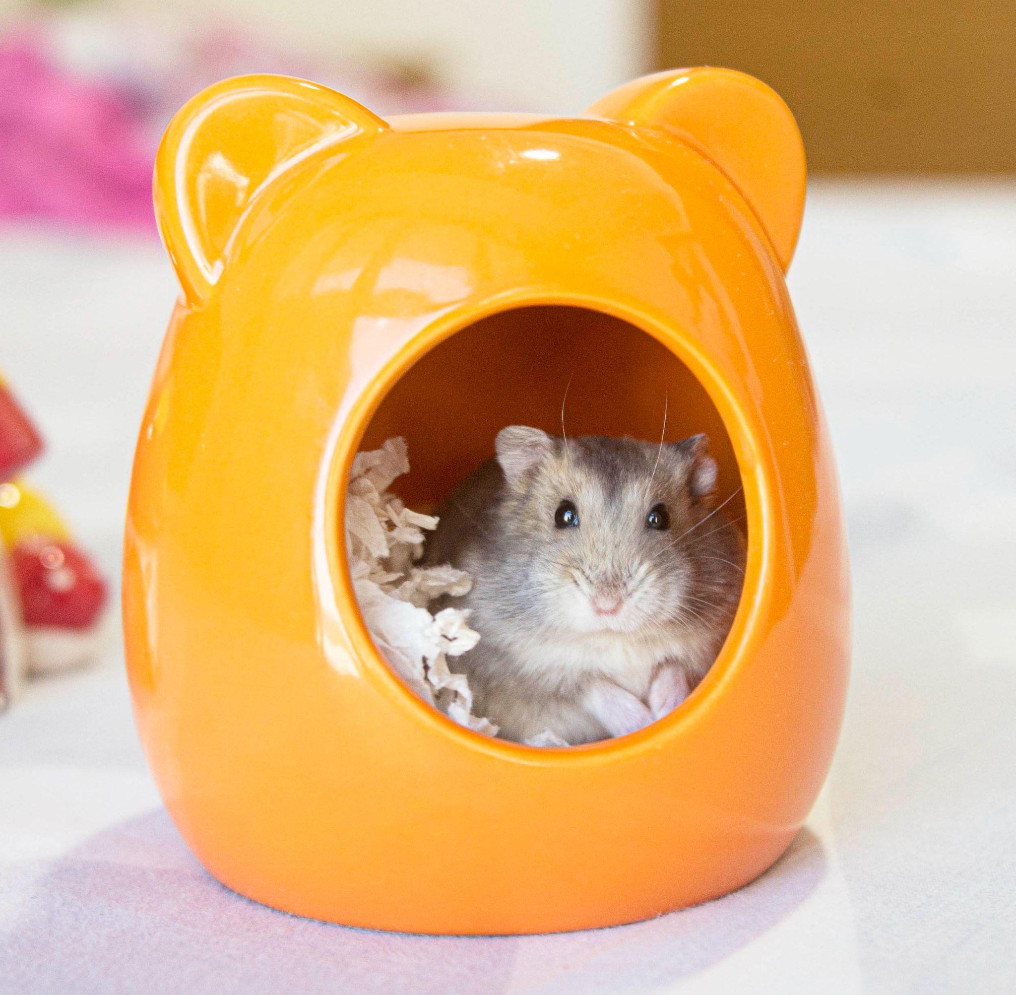 Chuột Hamster - Phân loại, giá cả và cơ hội bảo vệ con chuột đẹp mắt mạnh bạo - 18