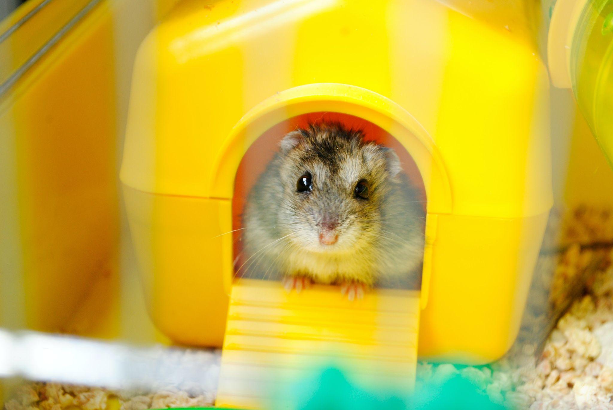 Chuột Hamster - Phân loại, giá cả và cơ hội bảo vệ con chuột đẹp mắt mạnh bạo - 41