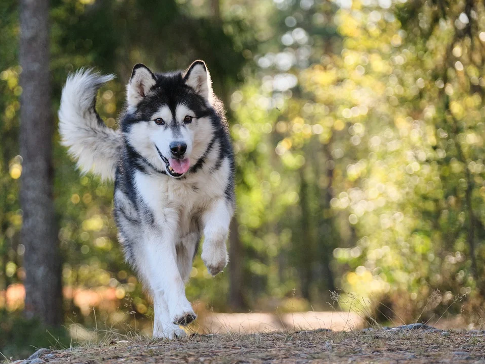 7 giống chó Husky khỏe mạnh lực lưỡng dành cho người thích thú cưng hệ cơ  bắp! - BlogAnChoi