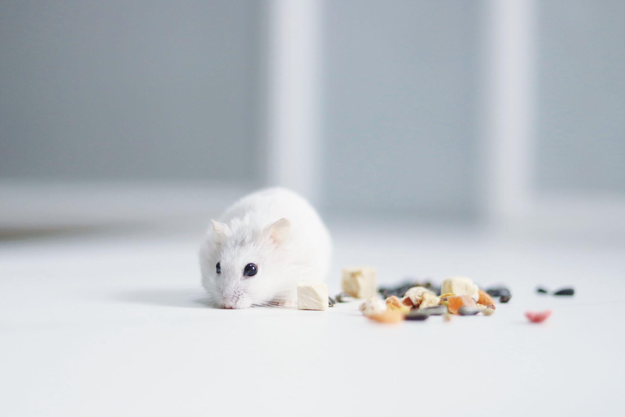 Chuột Hamster - Phân loại, giá cả và cơ hội bảo vệ con chuột đẹp mắt mạnh bạo - 25