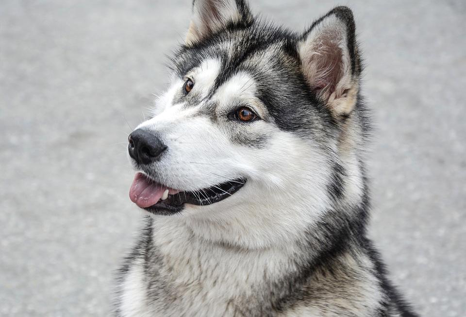 Chó Alaska - Cách phân biệt với chó Husky và cách nuôi - 16