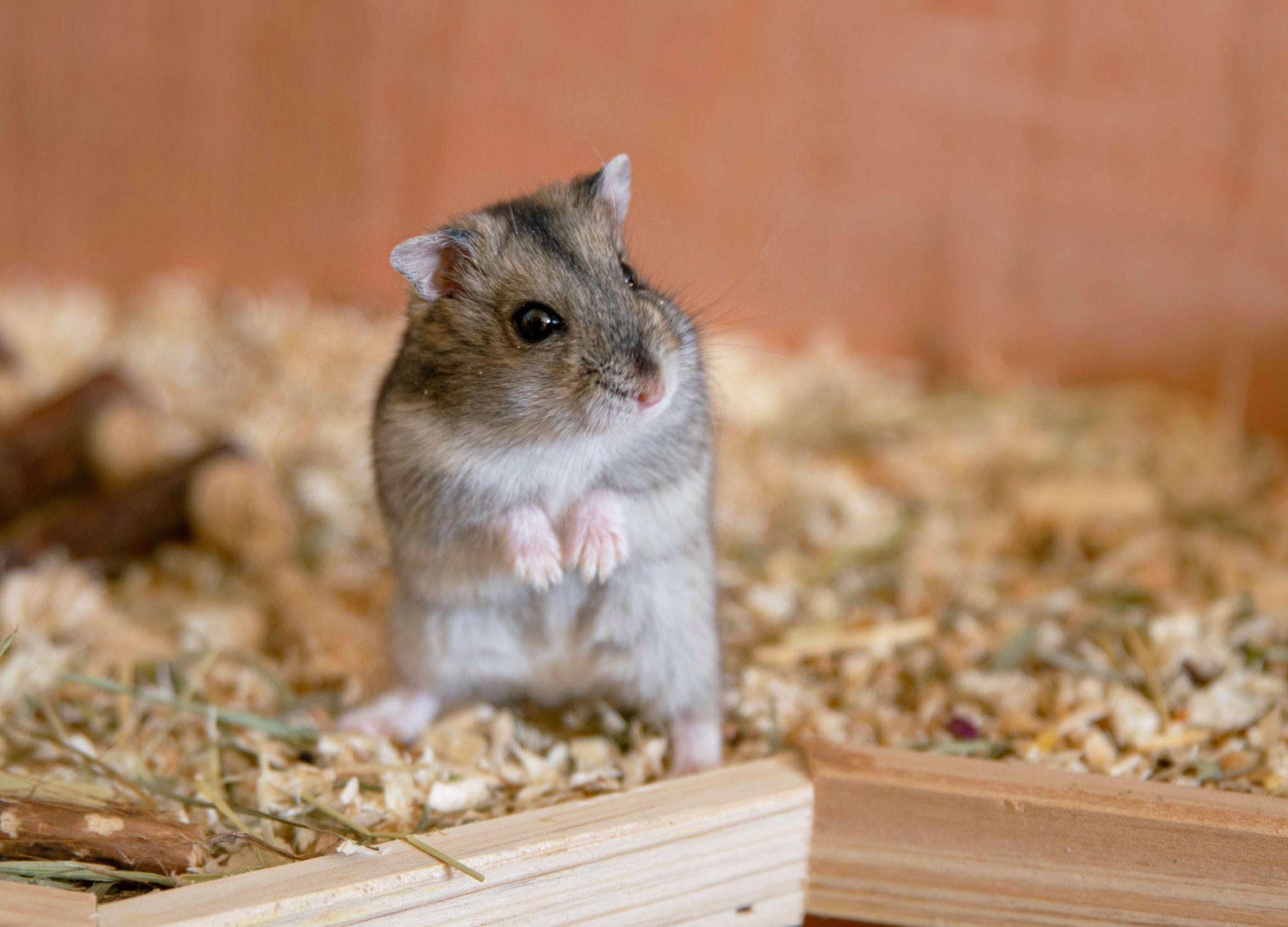 Chuột Hamster - Phân loại, giá bán và cách chăm sóc chuột đẹp khỏe mạnh