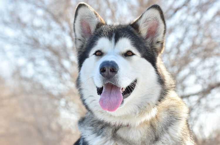 Chó Alaska - Cách phân biệt với chó Husky và cách nuôi - 34