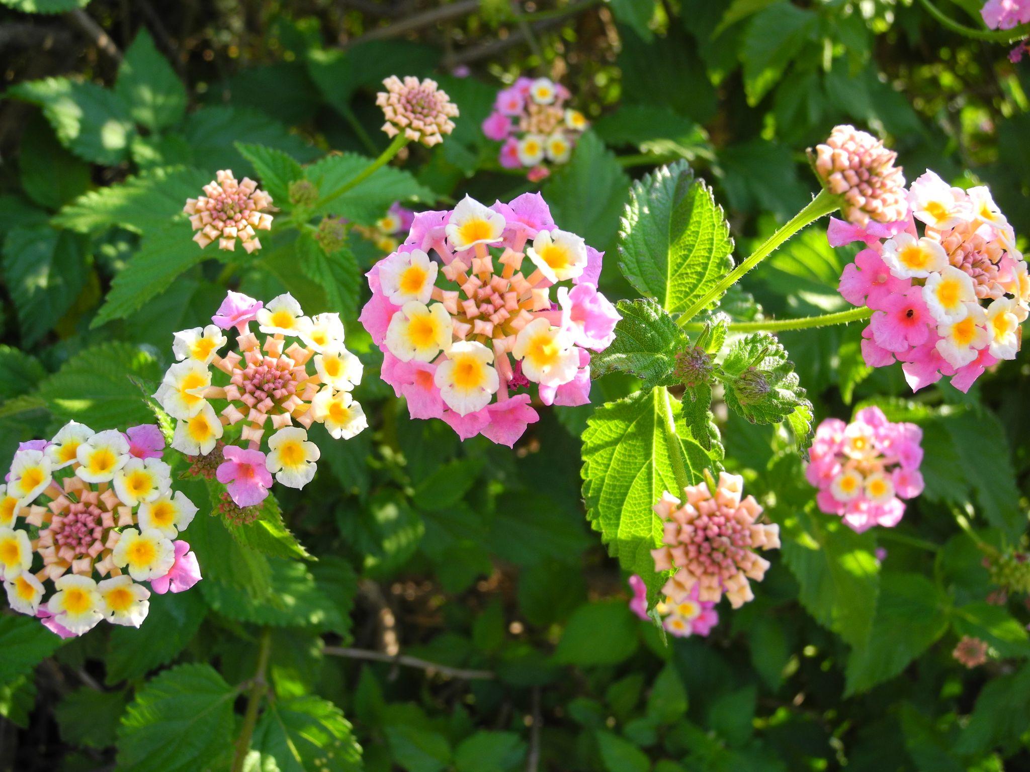 Hoa Ngũ Sắc - Đặc điểm, ý nghĩa và cách chăm cho hoa nở quanh năm - 33