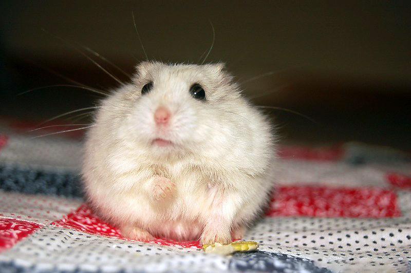 Chuột Hamster - Phân loại, giá cả và cơ hội bảo vệ con chuột đẹp mắt mạnh bạo - 47