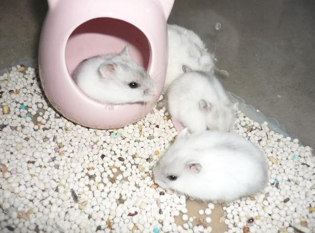 Chuột Hamster - Phân loại, giá cả và cơ hội bảo vệ con chuột đẹp mắt mạnh bạo - 11