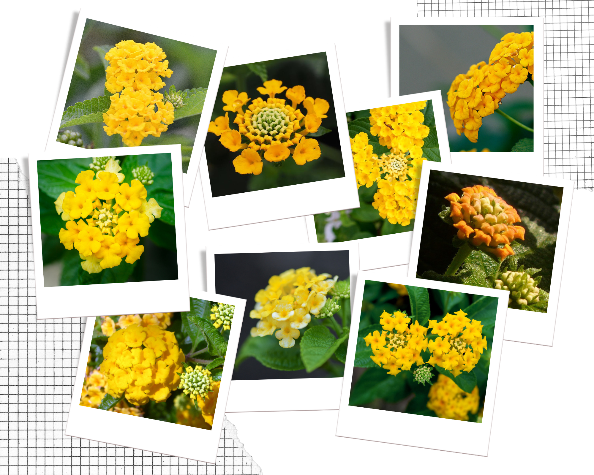 Hoa Ngũ Sắc vàng