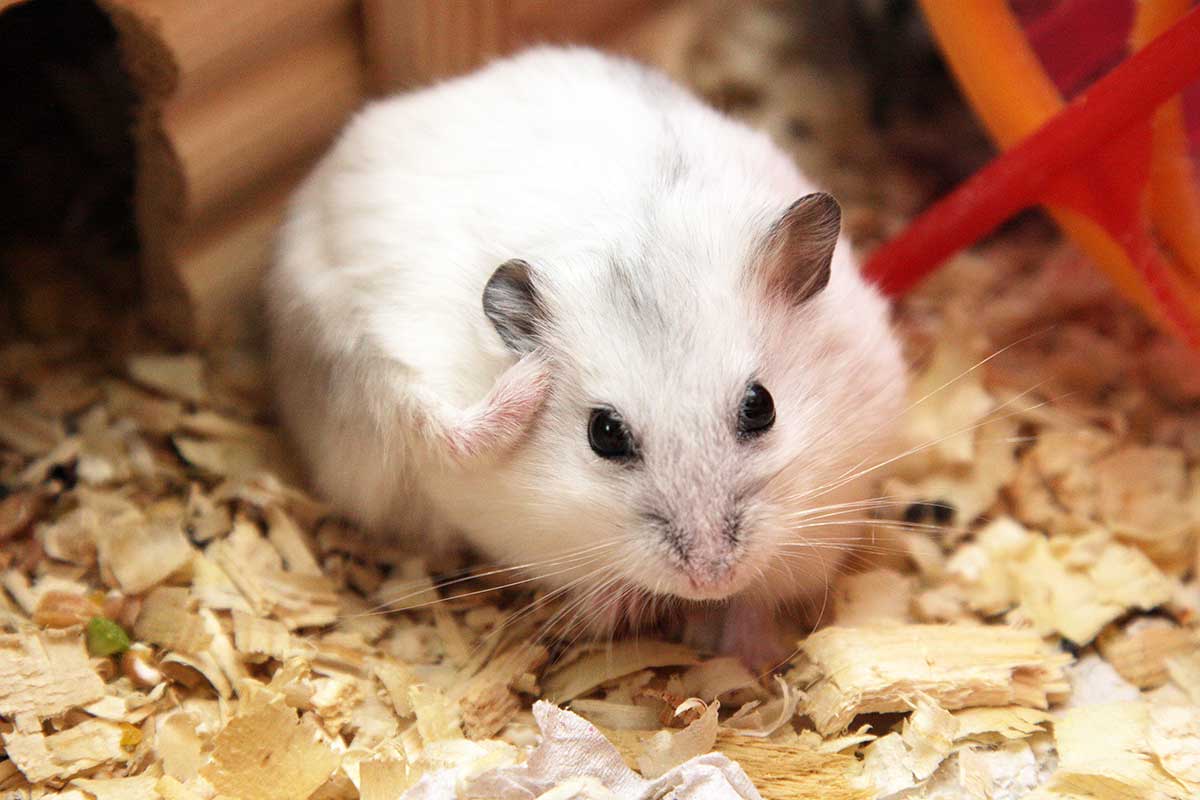 Chuột Hamster - Phân loại, giá cả và cơ hội bảo vệ con chuột đẹp mắt mạnh bạo - 43