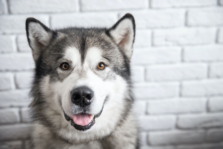 Chó Alaska - Cách phân biệt với chó Husky và cách nuôi - 33