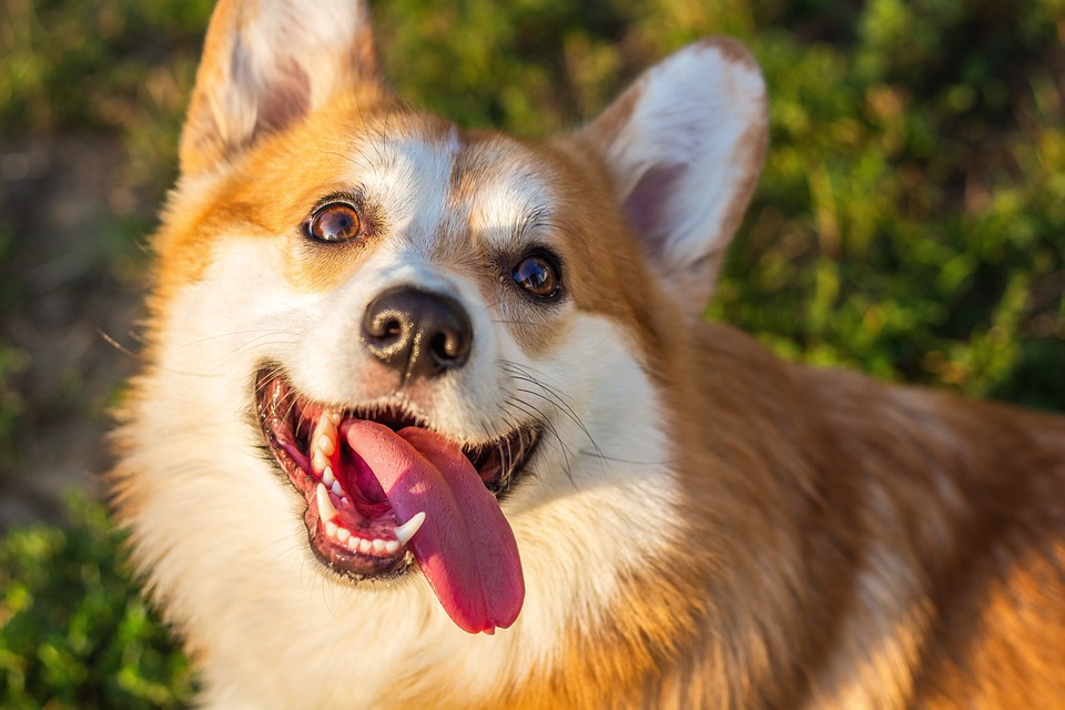 Chó Corgi - Nguồn gốc, đặc điểm và cách chăm sóc tốt nhất - 26