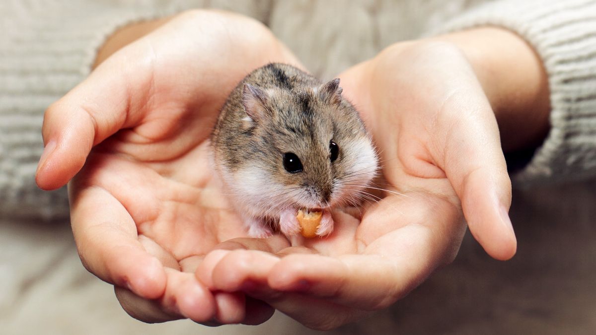 Chuột Hamster - Phân loại, giá cả và cơ hội bảo vệ con chuột đẹp mắt mạnh bạo - 29
