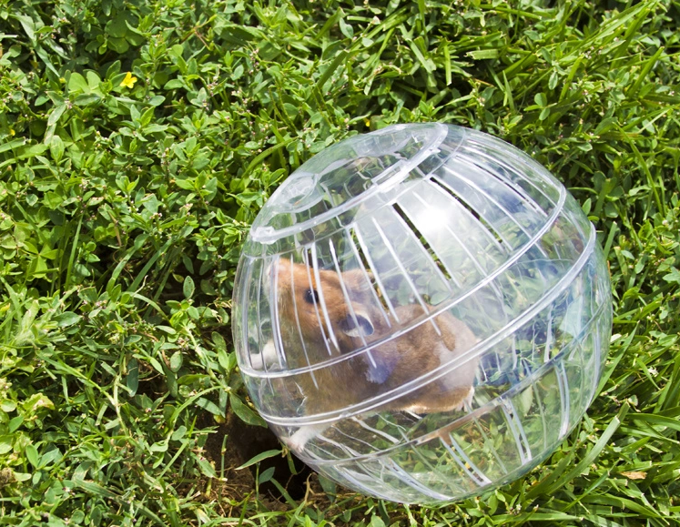 Chuột Hamster - Phân loại, giá cả và cơ hội bảo vệ con chuột đẹp mắt mạnh bạo - 20