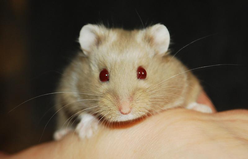 Chuột Hamster đôi mắt đỏ