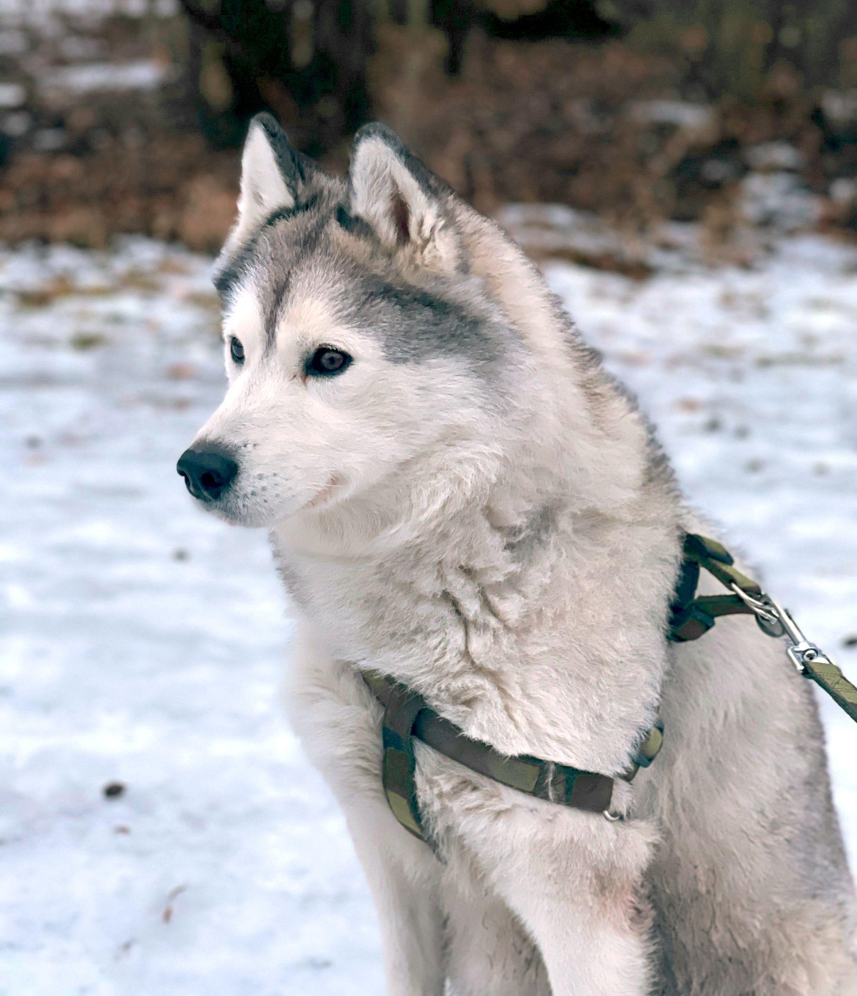 Chó Alaska - Cách phân biệt với chó Husky và cách nuôi - 36
