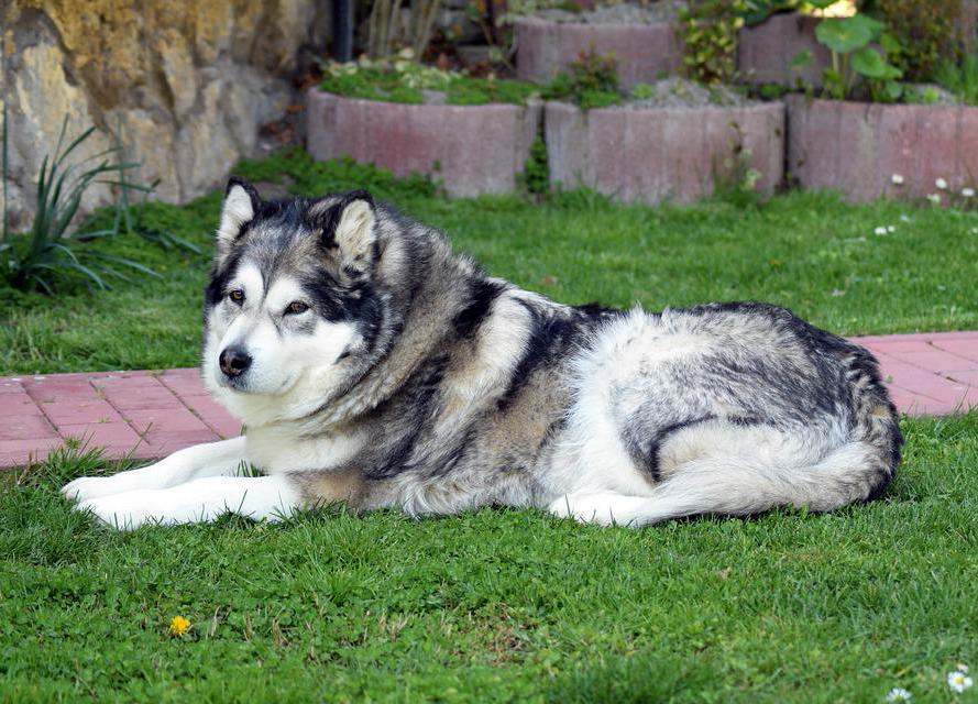 Chó Alaska - Cách phân biệt với chó Husky và cách nuôi - 14