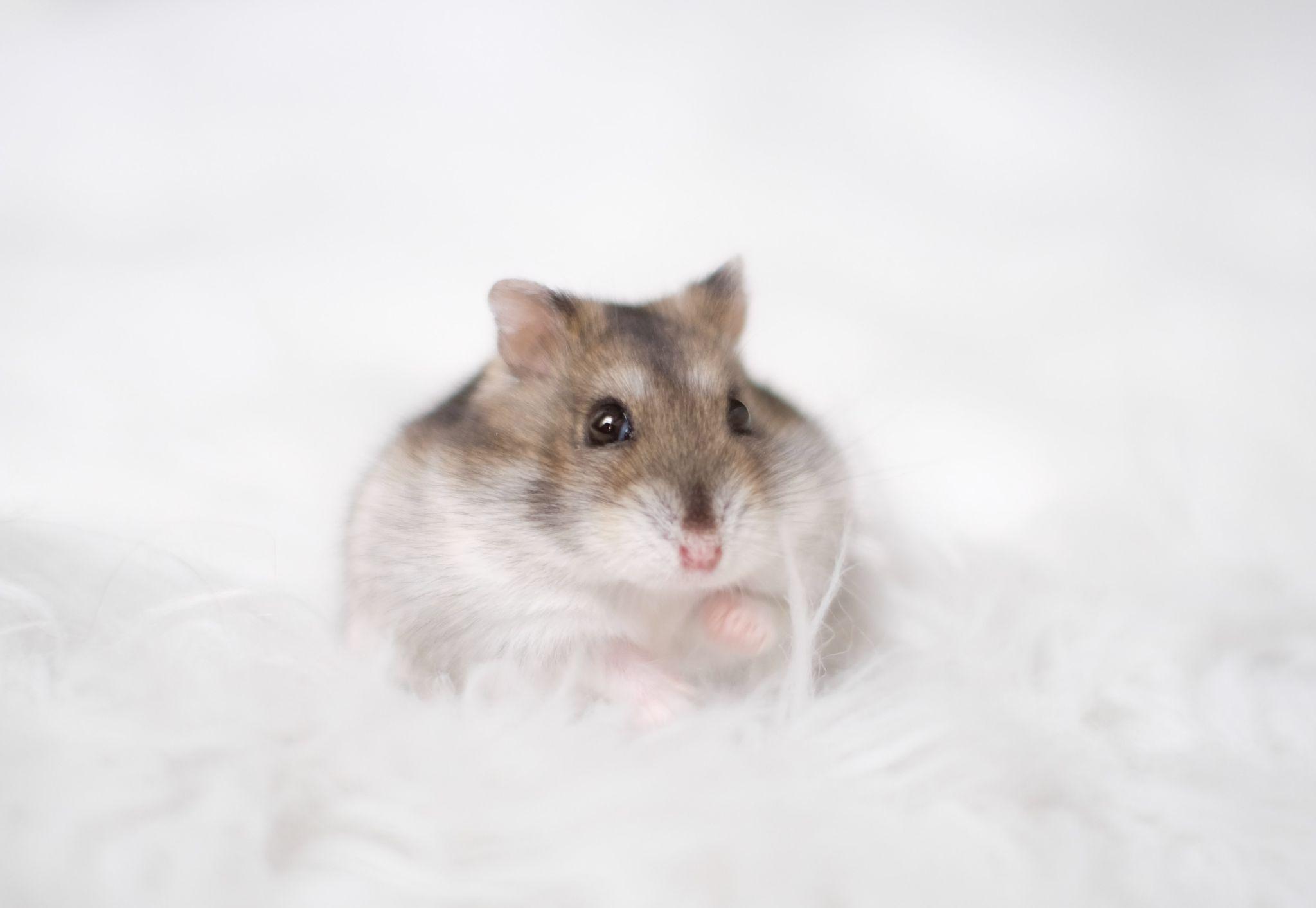 Chuột Hamster - Phân loại, giá cả và cơ hội bảo vệ con chuột đẹp mắt mạnh bạo - 40
