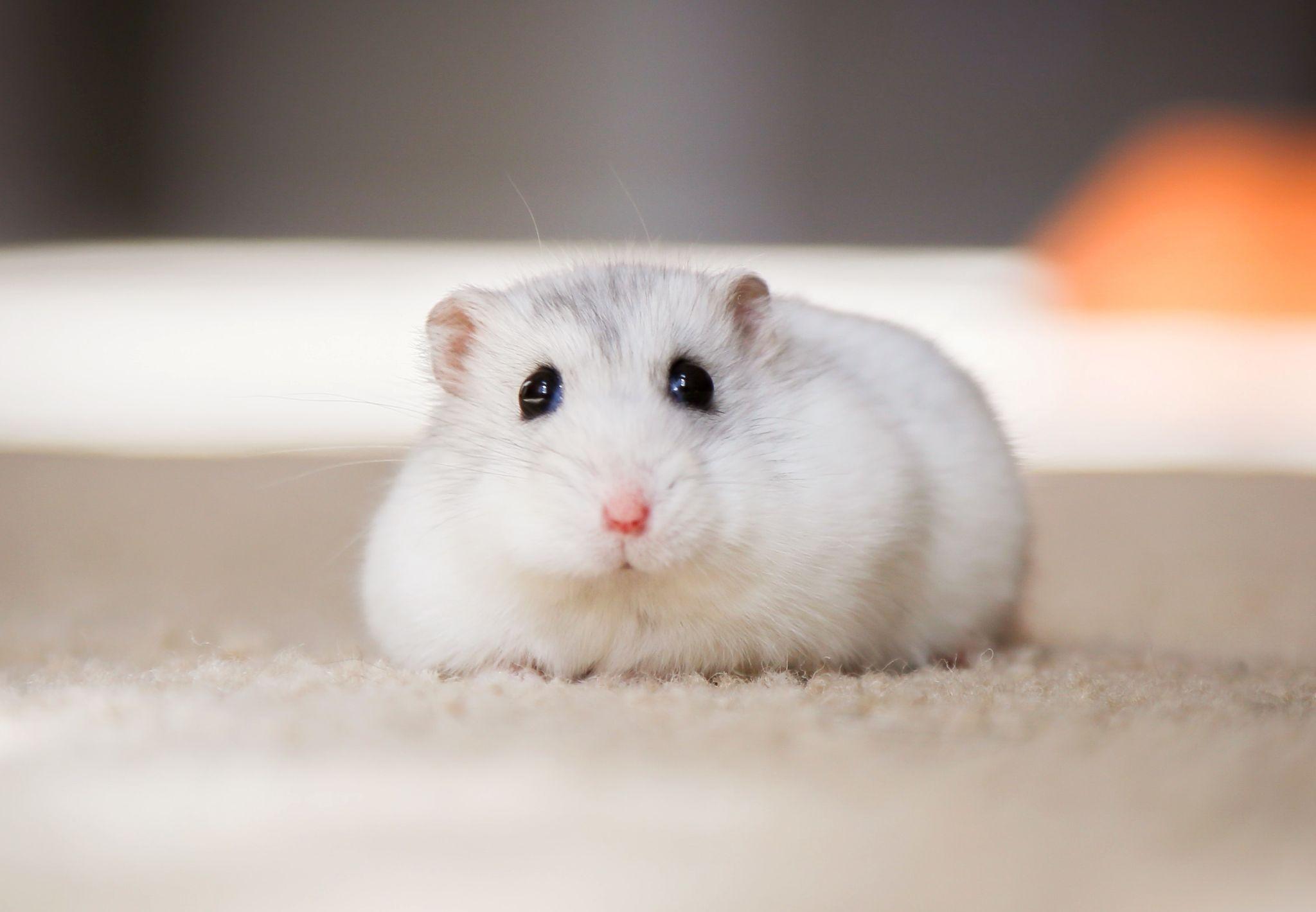 Chuột Hamster - Phân loại, giá cả và cơ hội bảo vệ con chuột đẹp mắt mạnh bạo - 36