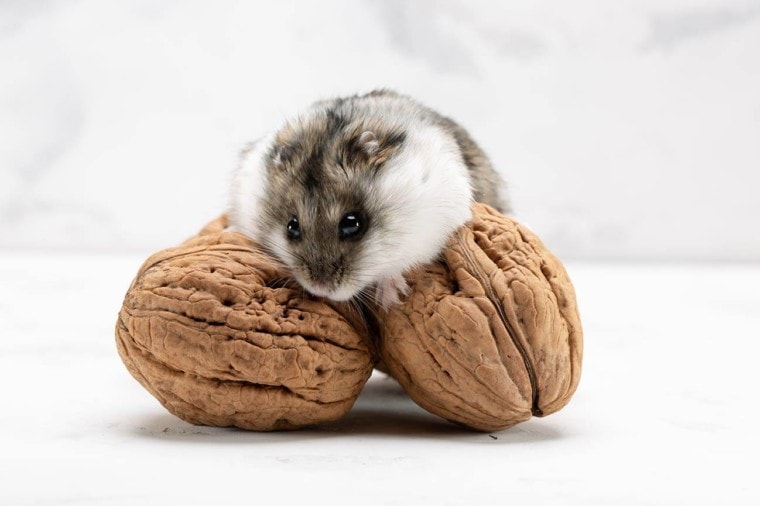 Chuột Hamster - Phân loại, giá cả và cơ hội bảo vệ con chuột đẹp mắt mạnh bạo - 21