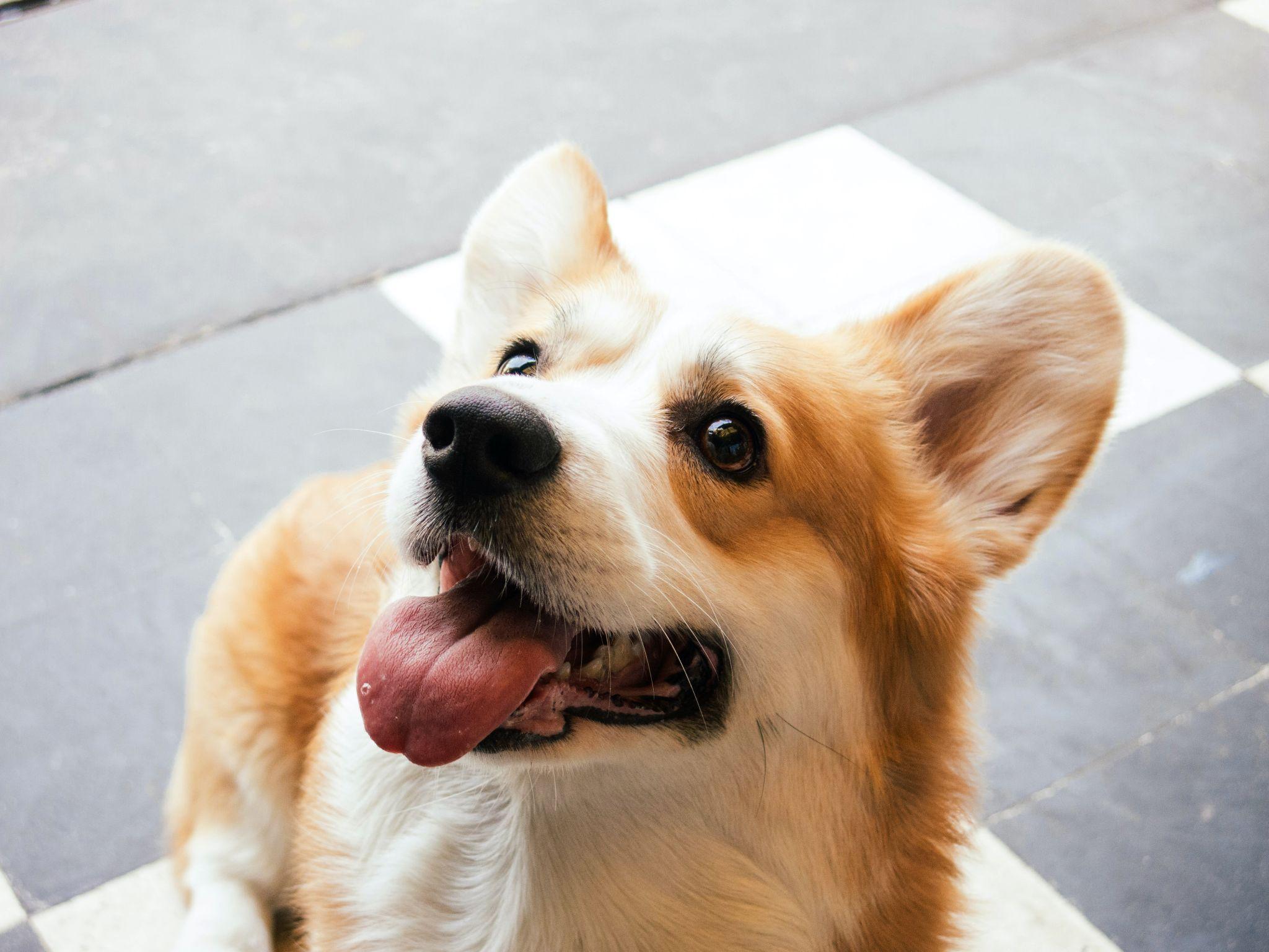 Chó Corgi - Nguồn gốc, đặc điểm và cách chăm sóc tốt nhất - 43