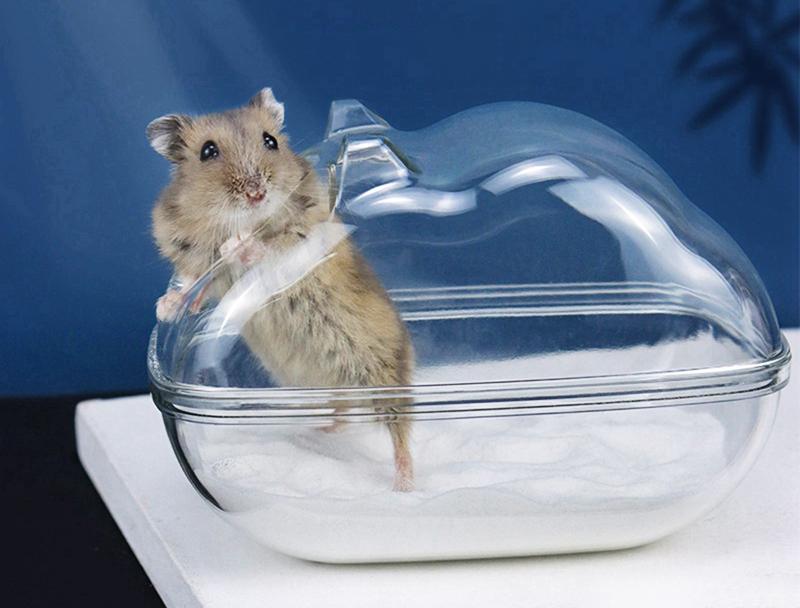 Chuột Hamster - Phân loại, giá cả và cơ hội bảo vệ con chuột đẹp mắt mạnh bạo - 14