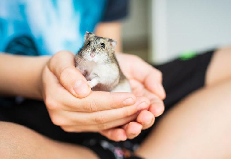Chuột Hamster - Phân loại, giá cả và cơ hội bảo vệ con chuột đẹp mắt mạnh bạo - 31