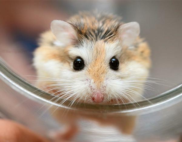Chuột Hamster - Phân loại, giá cả và cơ hội bảo vệ con chuột đẹp mắt mạnh bạo - 3
