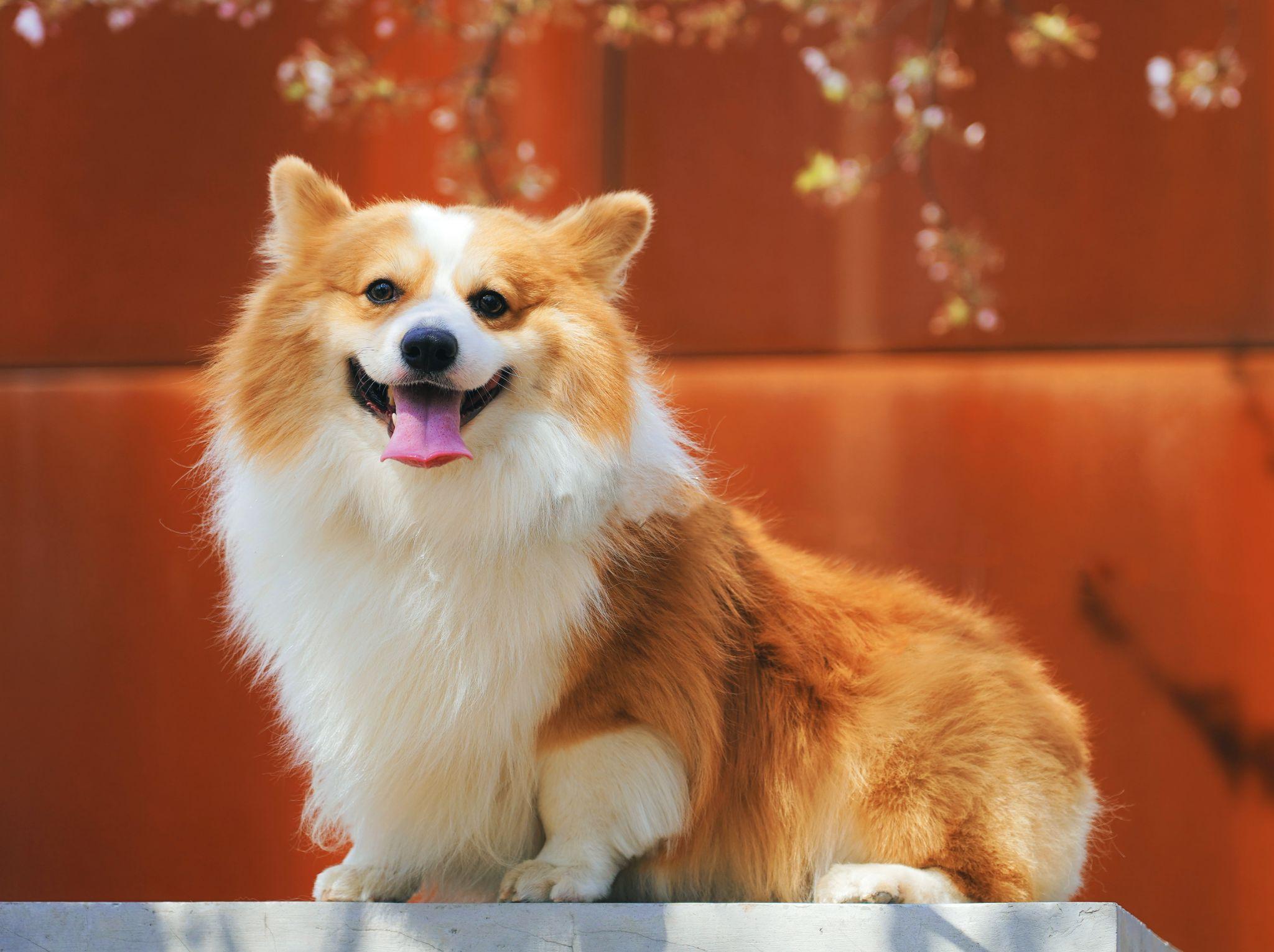 Chó Corgi - Nguồn gốc, đặc điểm và cách chăm sóc tốt nhất - 28