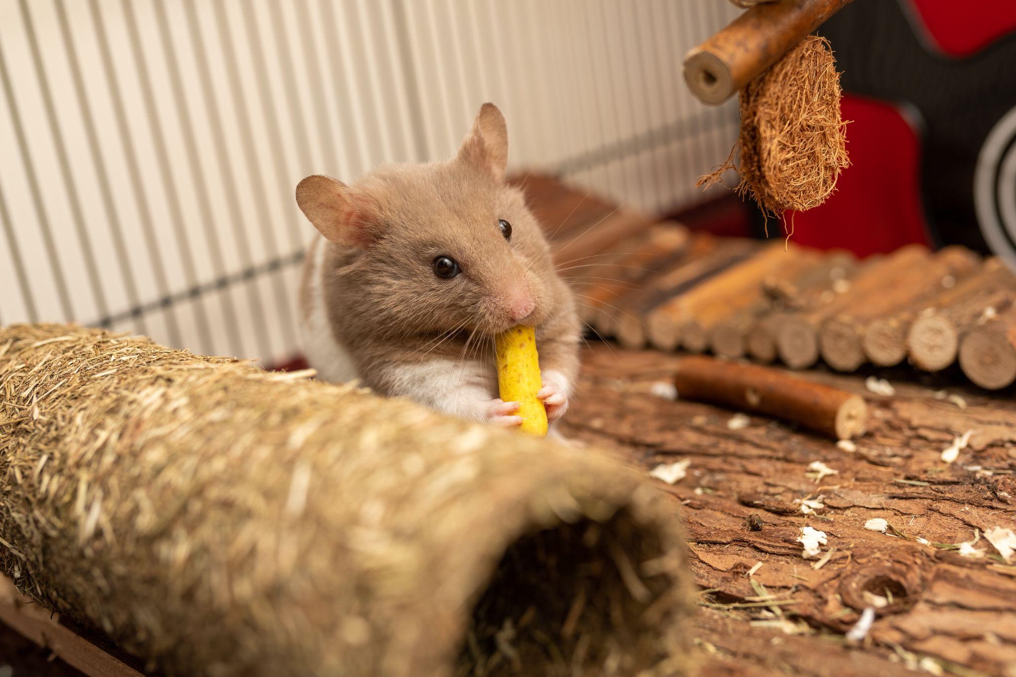 Chuột Hamster - Phân loại, giá cả và cơ hội bảo vệ con chuột đẹp mắt mạnh bạo - 39