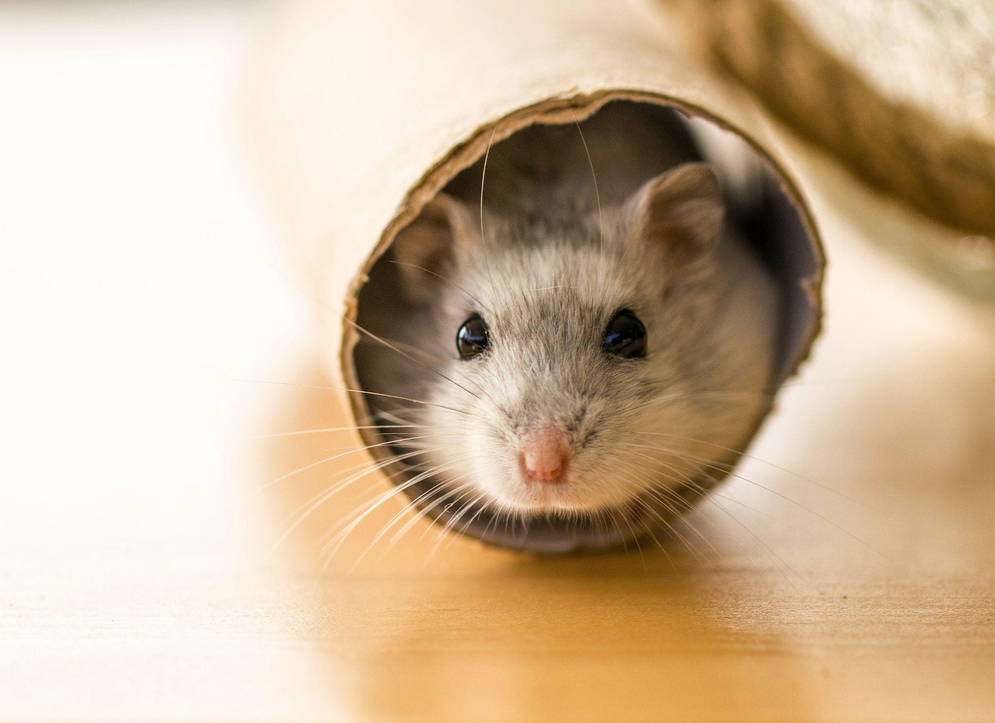 Chuột Hamster - Phân loại, giá cả và cơ hội bảo vệ con chuột đẹp mắt mạnh bạo - 33