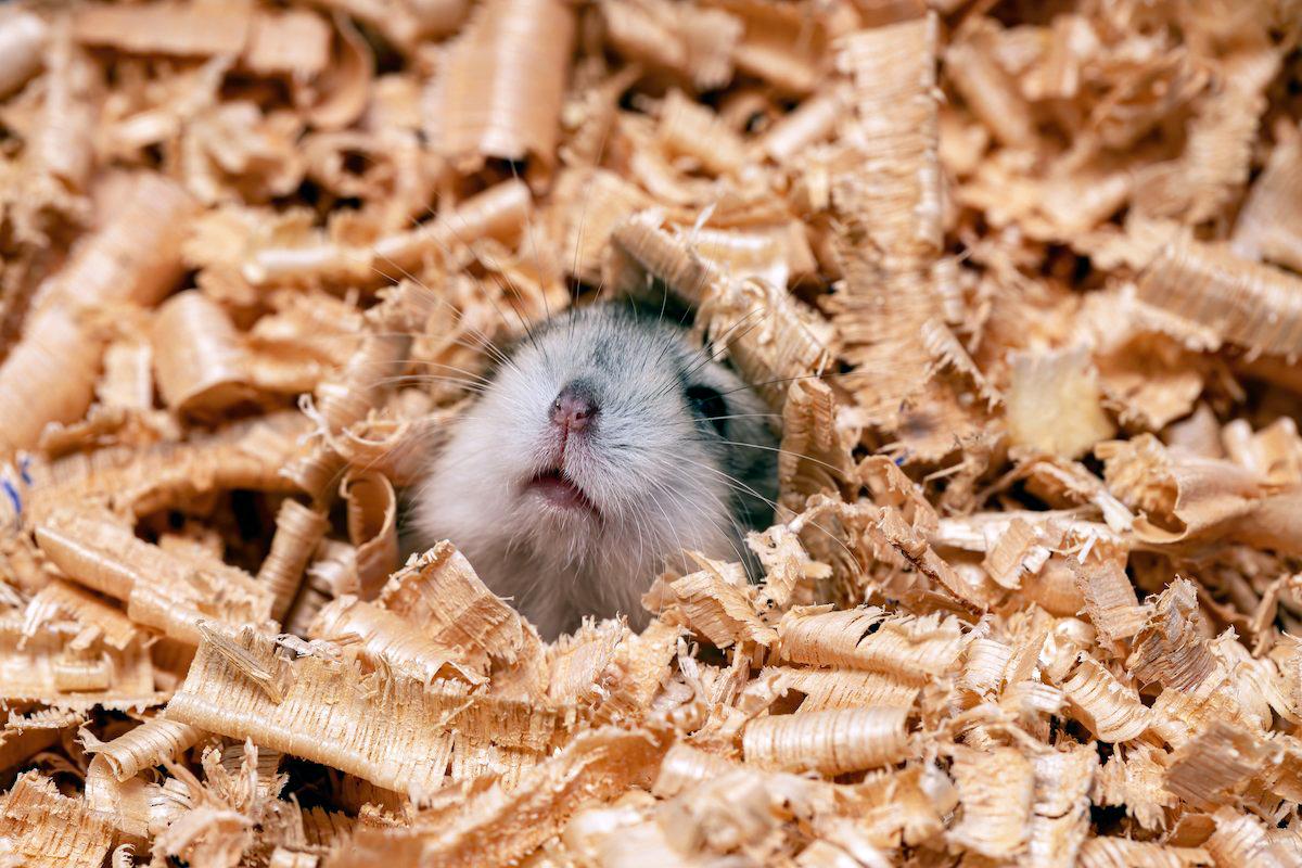 Chuột Hamster - Phân loại, giá cả và cơ hội bảo vệ con chuột đẹp mắt mạnh bạo - 44