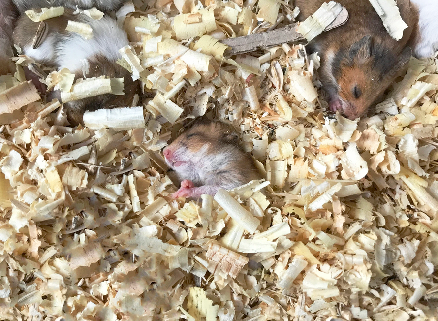 Chuột Hamster - Phân loại, giá cả và cơ hội bảo vệ con chuột đẹp mắt mạnh bạo - 10