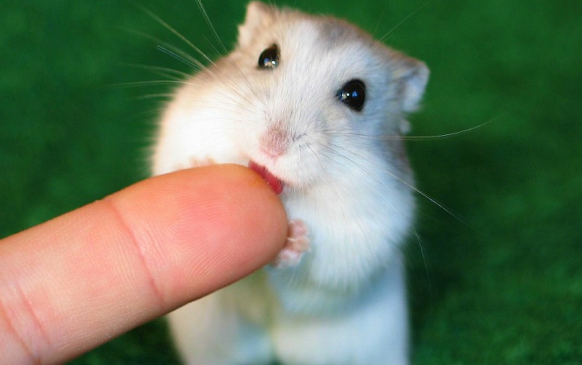 Chuột Hamster - Phân loại, giá cả và cơ hội bảo vệ con chuột đẹp mắt mạnh bạo - 30