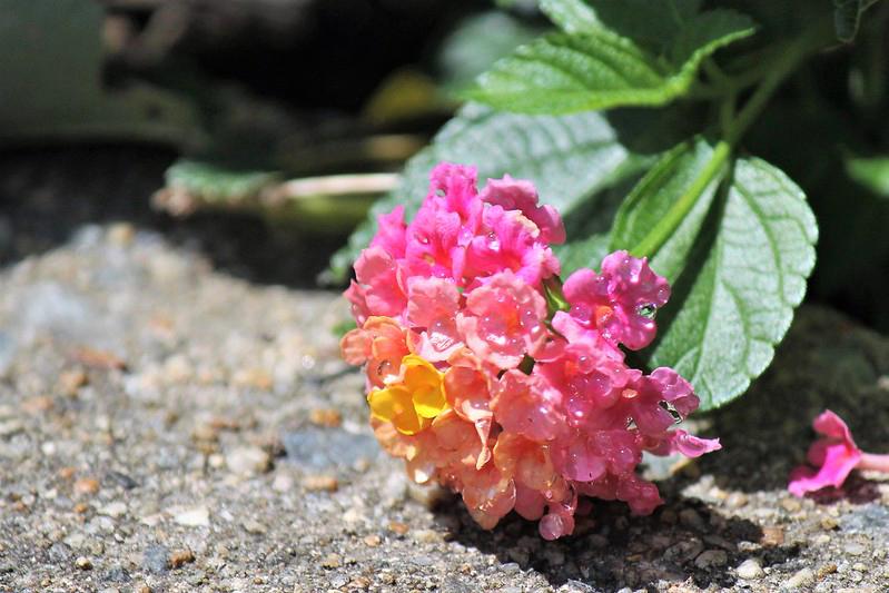 Hoa Ngũ Sắc - Đặc điểm, ý nghĩa và cách chăm cho hoa nở quanh năm - 19