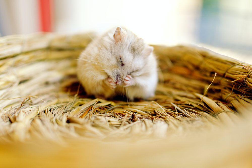 Chuột Hamster - Phân loại, giá cả và cơ hội bảo vệ con chuột đẹp mắt mạnh bạo - 46