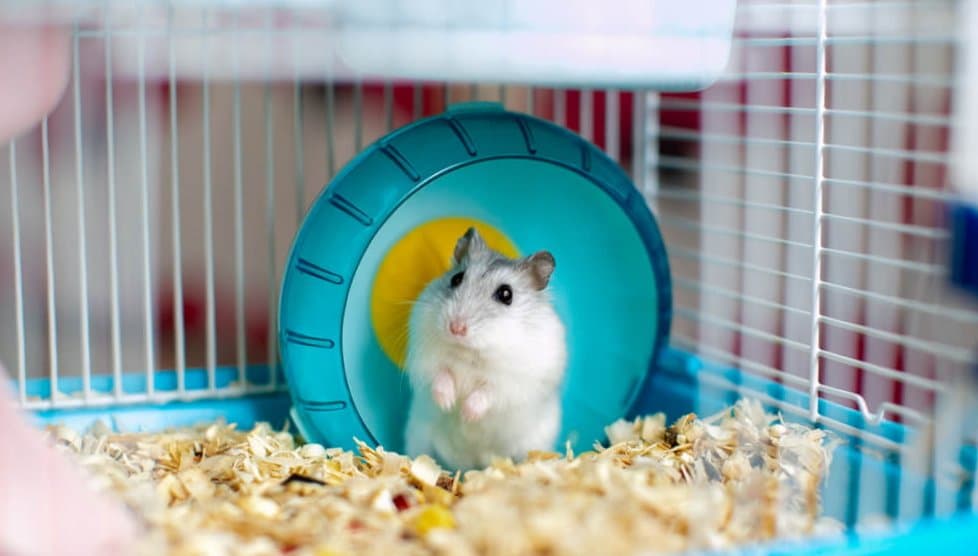 Chuột Hamster - Phân loại, giá cả và cơ hội bảo vệ con chuột đẹp mắt mạnh bạo - 28