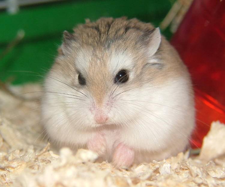 Chuột Hamster - Phân loại, giá cả và cơ hội bảo vệ con chuột đẹp mắt mạnh bạo - 48