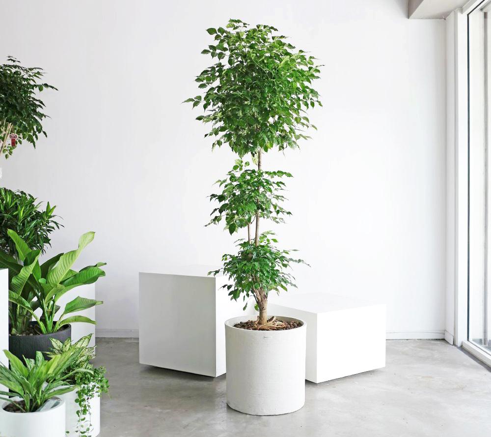 Cây Hạnh Phúc - Đặc điểm, ý nghĩa, cách trồng và cách chăm sóc